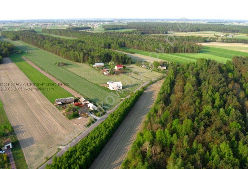 Rzymy Las foto_1.jpg